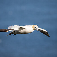 Buy canvas prints of Northern gannet flying on the coast of the North Sea by Jason Wells