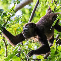 Buy canvas prints of Howler Monkey foraging in the trees by Jason Wells