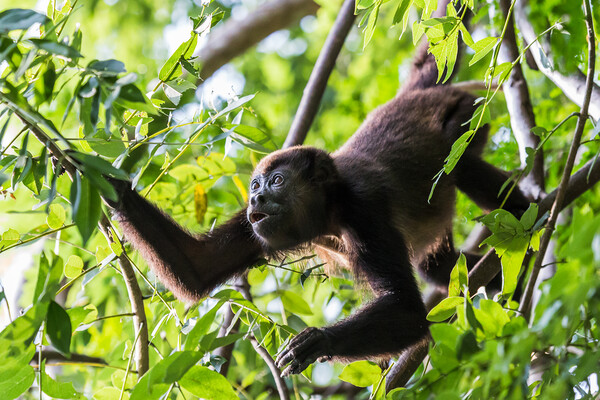 Howler Monkey foraging in the trees Picture Board by Jason Wells