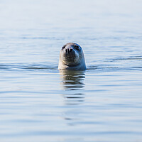 Buy canvas prints of Portrait of a grey seal by Jason Wells
