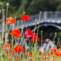 Buy canvas prints of Poppies in front of the Iron Bridge by Jason Wells