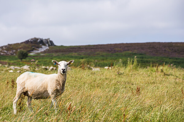 Close up of a sheep on Stiperstones Picture Board by Jason Wells