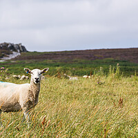 Buy canvas prints of Close up of a sheep on Stiperstones by Jason Wells