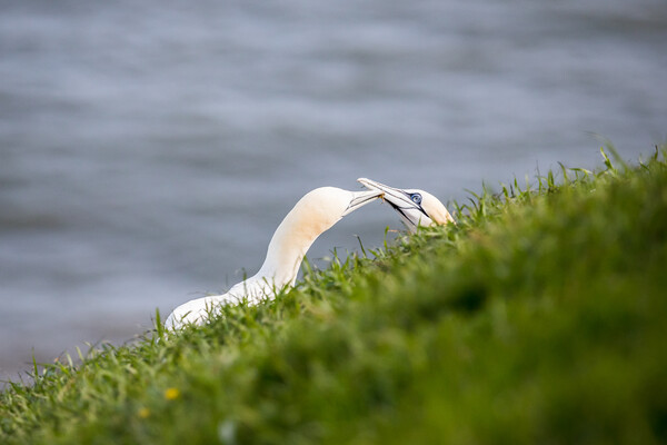Northern gannet pair exchanging grass for their nest Picture Board by Jason Wells
