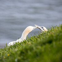 Buy canvas prints of Northern gannet pair exchanging grass for their nest by Jason Wells