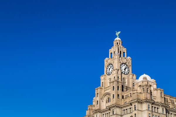 Royal Liver Building against a clear blue sky Picture Board by Jason Wells