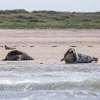 Buy canvas prints of Family of grey seals by Jason Wells