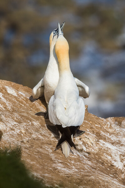 Northern gannet in courtship Picture Board by Jason Wells