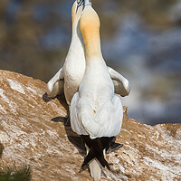 Buy canvas prints of Northern gannet in courtship by Jason Wells