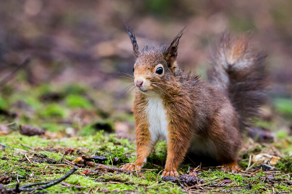Portrait of a red squirrel in the rain Picture Board by Jason Wells