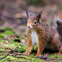 Buy canvas prints of Portrait of a red squirrel in the rain by Jason Wells