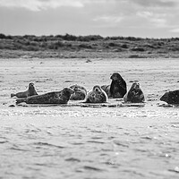 Buy canvas prints of Square crop of grey seals by Jason Wells
