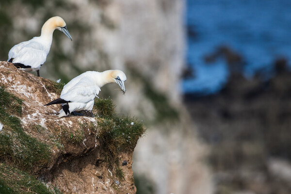 Northern gannet looking over the cliff edge Picture Board by Jason Wells