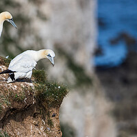 Buy canvas prints of Northern gannet looking over the cliff edge by Jason Wells
