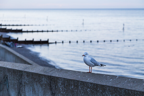 Sea gull stood on the sea wall of Sheringham Picture Board by Jason Wells