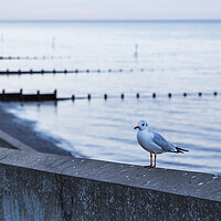 Buy canvas prints of Sea gull stood on the sea wall of Sheringham by Jason Wells