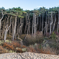 Buy canvas prints of Edge of Formby pine woods by Jason Wells
