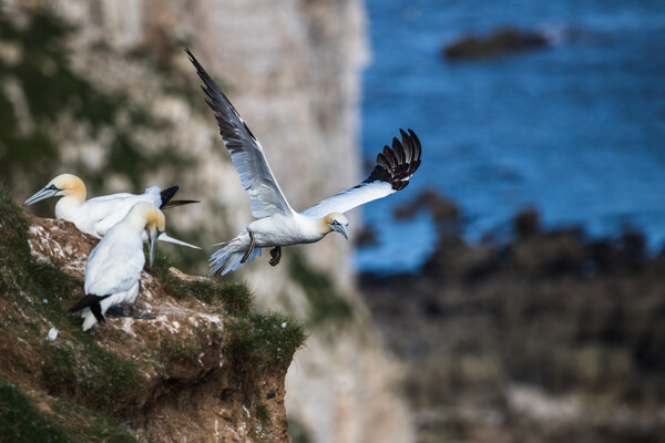 Northern gannet taking off Picture Board by Jason Wells