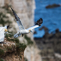 Buy canvas prints of Northern gannet taking off by Jason Wells