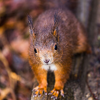 Buy canvas prints of Up close with a Red squirrel by Jason Wells