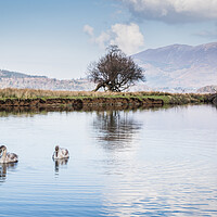 Buy canvas prints of Swans on the River Derwent by Jason Wells