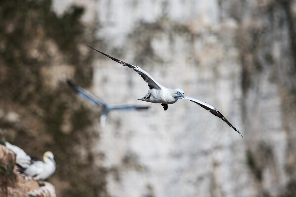 Northern gannet filling the frame Picture Board by Jason Wells