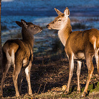 Buy canvas prints of Red deer family by Jason Wells