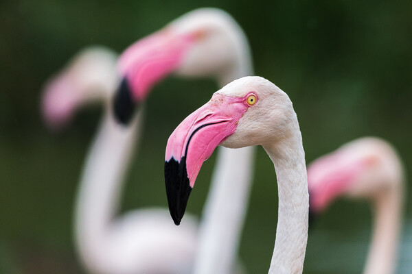 Greater flamingos Picture Board by Jason Wells
