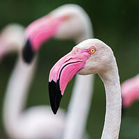 Buy canvas prints of Greater flamingos by Jason Wells