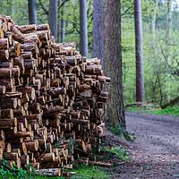 Buy canvas prints of Logs piled high by Jason Wells