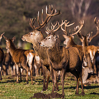 Buy canvas prints of Stags stanging guard by Jason Wells