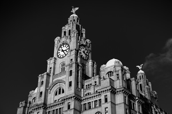 Royal Liver Building in monochrome Picture Board by Jason Wells
