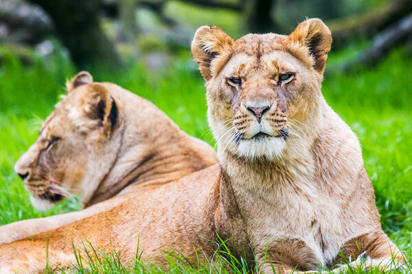 Two African Lions Picture Board by Jason Wells