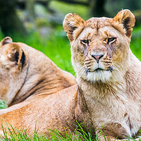 Buy canvas prints of Two African Lions by Jason Wells
