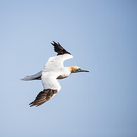 Buy canvas prints of Northern gannet square crop by Jason Wells
