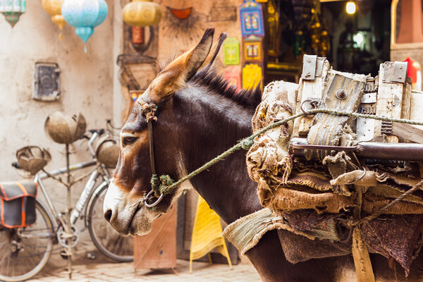 Mule tired up in Marrakesh Picture Board by Jason Wells