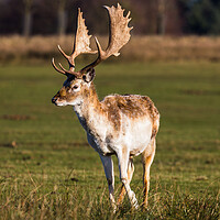 Buy canvas prints of Mature buck by Jason Wells