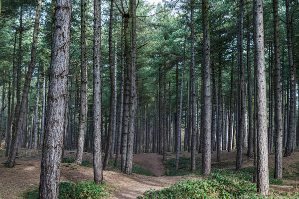 Pathway through Formby Woods Picture Board by Jason Wells