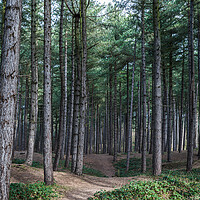 Buy canvas prints of Pathway through Formby Woods by Jason Wells