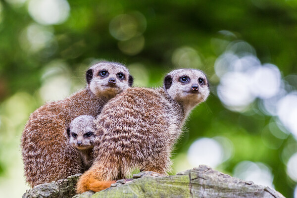 Baby meerkat between its parents Picture Board by Jason Wells