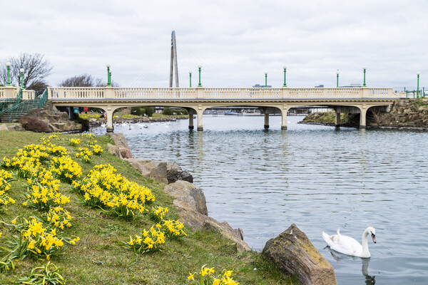 Daffodils out in flower around Southport Marina Picture Board by Jason Wells
