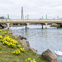 Buy canvas prints of Daffodils out in flower around Southport Marina by Jason Wells