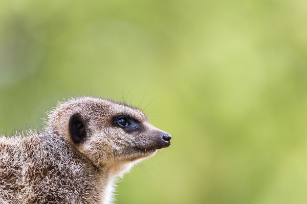 Slended tailed meerkat Picture Board by Jason Wells