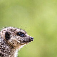 Buy canvas prints of Slended tailed meerkat by Jason Wells