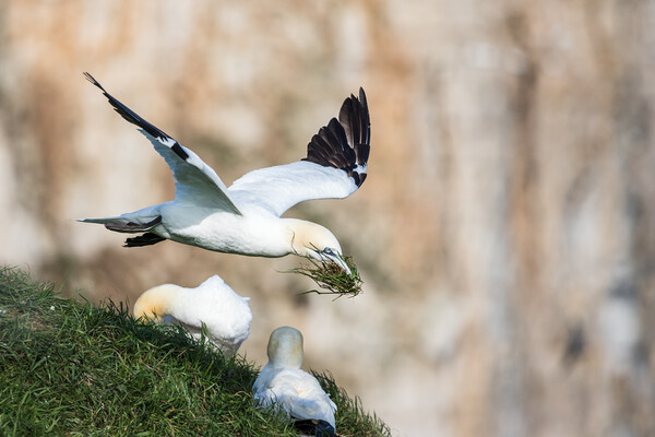 Northern gannet bring grass back to its nest Picture Board by Jason Wells