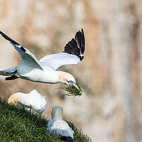Buy canvas prints of Northern gannet bring grass back to its nest by Jason Wells