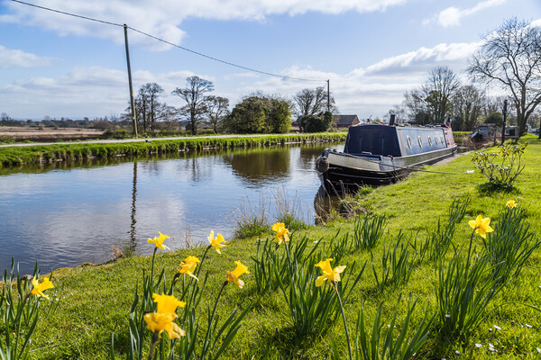 Daffodils by the Leeds Liverpool canal Picture Board by Jason Wells