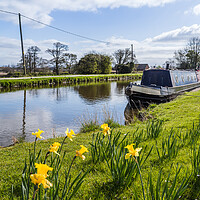 Buy canvas prints of Daffodils by the Leeds Liverpool canal by Jason Wells