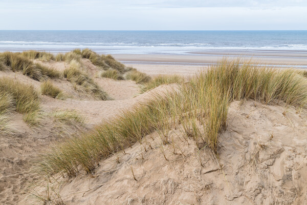 Overlooking the sand dunes onto Formby beach Picture Board by Jason Wells