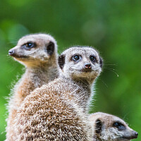 Buy canvas prints of Square crop meerkats on sentry duty by Jason Wells